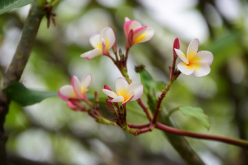 Colorful flowers in the garden.Plumeria flower blooming.