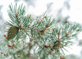 pine branch with cones