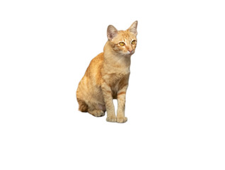 Siting orange cat on isolated white background