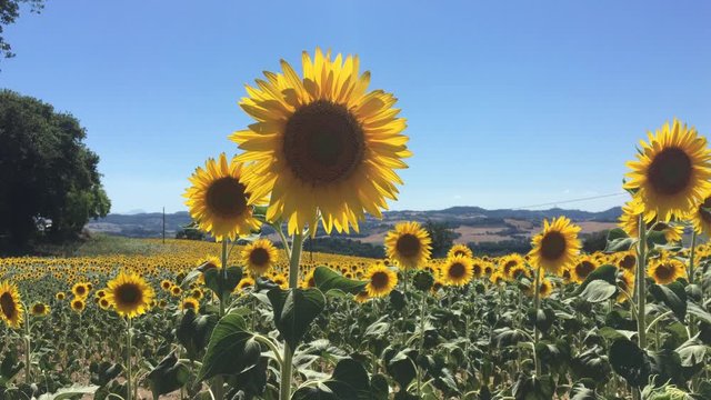 Campo di girasoli in fiore