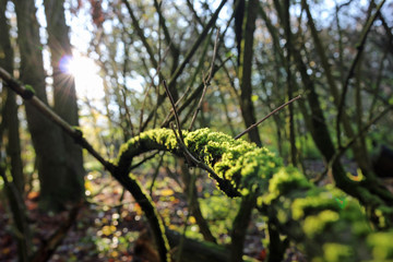 Fototapeta premium Mossy branch in the forest with back light