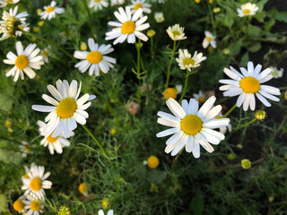 Fototapeta premium Numerous white sunflowers or camomille are seen in a lush green field like background.