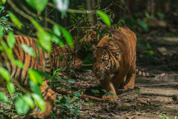The Malayan Tiger in Captivity