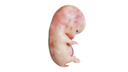 Embryo human development fetus body unborn, back view. 3D rendering