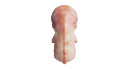 Embryo human development fetus unborn, back view. 3D rendering