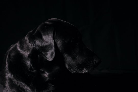 Shiny Black Labrador in Silhouette Ear 