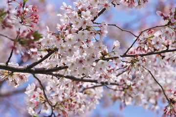 入学式の桜