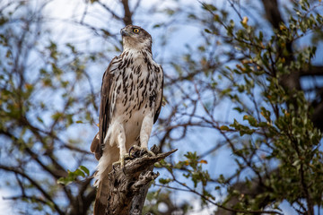 Kruger National Park South Africa 