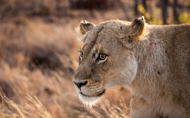 Lioness in the Kruger National Park 