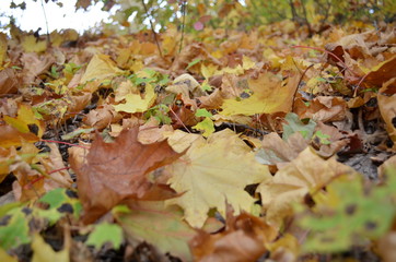 Background variety of autumn orange maple leaves.