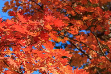 Maple with autumn leaves - Autumn in japan