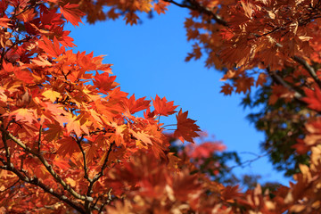 Naklejka na ściany i meble Maple with autumn leaves - Autumn in japan