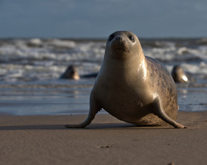 Fototapeta premium Common/Harbor seal on the beach with waves in the background