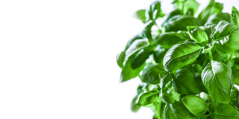 Fresh green basil on a white background. Green basils leaves with back light. Food vegetable copy space or wide panorama.