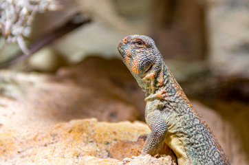 Oman Spiny-tailed Agama