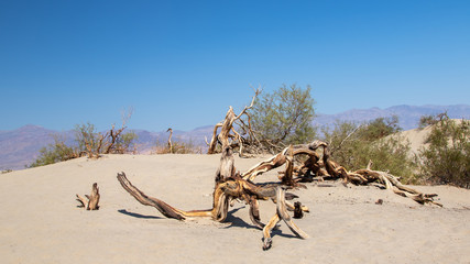 Dead trees and roots on the sand at Mesquite flat in Death Valley National Park in California, USA