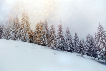 Beautiful winter landscape with snow covered trees in fog