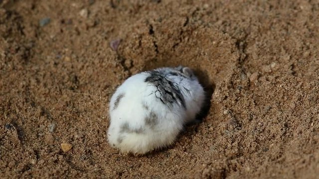 Djungarian Hamster digs a hole in the sand. Dzungarian Hamster, Striped Dwarf Hamster, Siberian Hamster, Siberian Dwarf Hamster or Russian Winter White Dwarf Hamster (Phodopus sungorus)