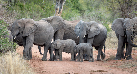 African Elephants in the kruger national park 