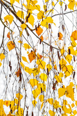 Autumn birch leaves and buds