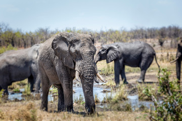 Elephants in the kruger national park 
