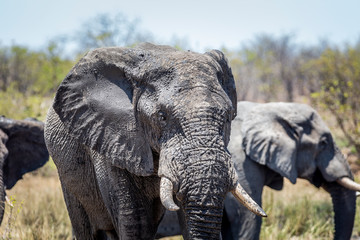 Obraz na płótnie Canvas Elephants in the kruger national park 
