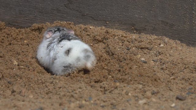 Djungarian Hamster digs a hole in the sand. Dzungarian Hamster, Striped Dwarf Hamster, Siberian Hamster, Siberian Dwarf Hamster or Russian Winter White Dwarf Hamster (Phodopus sungorus)