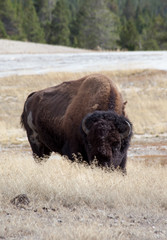 Buffalo in a field of grass