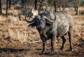 Obraz premium African Buffalo with Oxpeckers in the Kruger National Park 