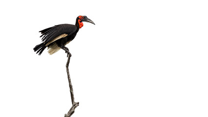 African Southern Ground Hornbill in a tree in the Kruger National Park South Africa 
