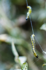 Buchsbaumzünsler zerstörrt Buchsbaum