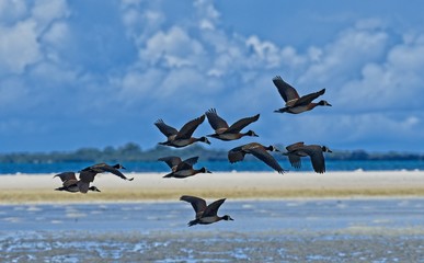 flying ducks
