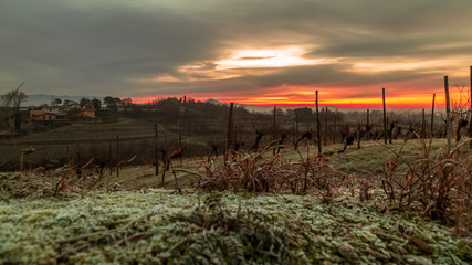 Cold misty morning in the vineyards of Italy