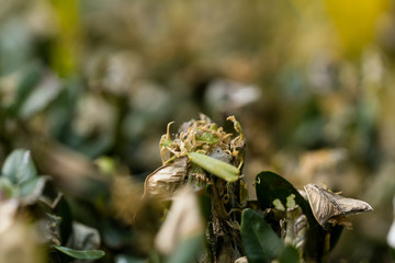 Kahlfrass am Buchsbaum durch Buchsbaumzünsler