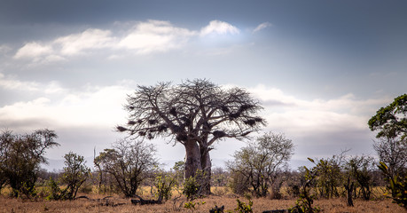 Landscapes of the Kruger National Park South Africa 
