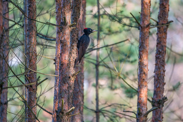 black woodpecker on a tree trunk