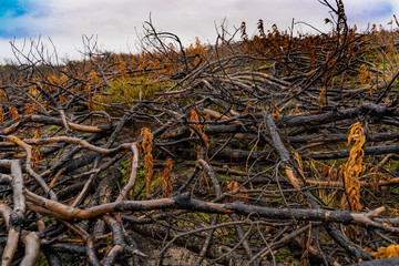 forest after fire. Scorched ground, texture background.