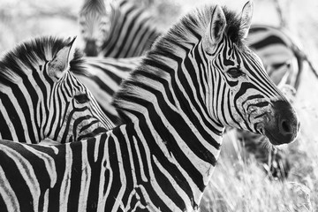 Fototapeta na wymiar Burchell's Zebra portrait Kruger National park 