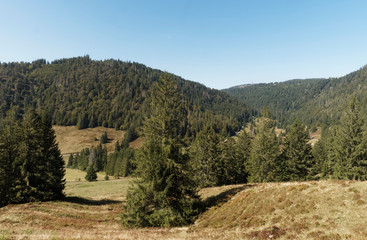 Naklejka premium Landscape of Black Forest in Germany. Beautiful panorama in the valley of Menzenschwander Alb, along the hiking path Menzo's Wegle' around the moraine of Kluse and raised bog 