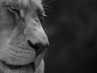 Portrait d'une lionne, yeux fermés