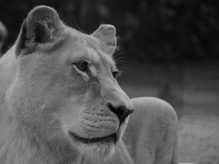 Portrait d'une lionne