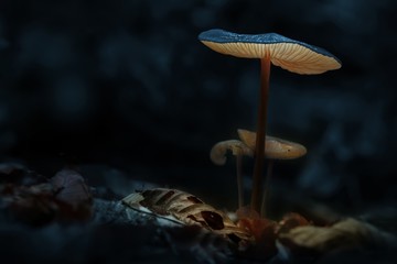 Champignons magiques