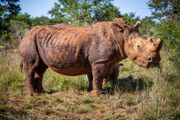Fototapeta premium African White Rhinoceros in Kruger National Park 
