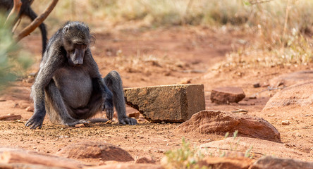 Kruger National Park South Africa 