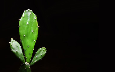 green leaf with water drops