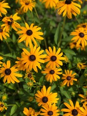 field of yellow flowers