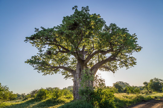 Makuleke Concession in the Kruger National Park 
