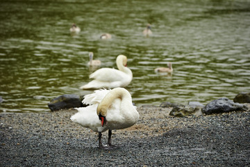 Swans near the water area 