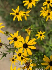 yellow flowers in garden