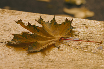 Autumn concepts, Yellow golden color of falling leaves. Maple yellow green leaf. Natural bright beauty. Suitable for posters, greeting cards, post cards.